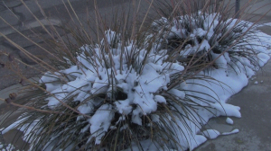 Screenshot for "Vlog of Snow in Albuquerque (December 5th, 2011)"