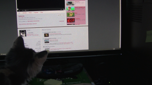 Screenshot from "Vlog of a Cat's Reaction to Viral Videos"
